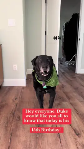 #dogsoftiktok 