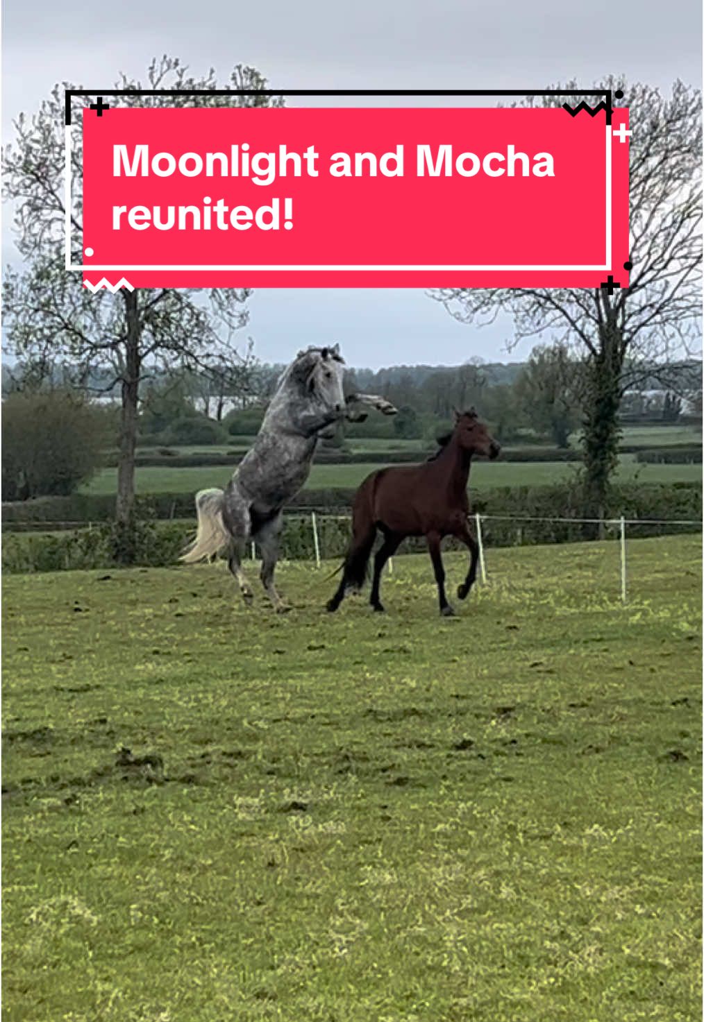a modern day love story 🤓 #horse #equine #equestrian #horseriding #horsetok #horsegirl #horsesoftiktok #equestrianvibes #equestriantiktok #fyp #abcxyz #foryou 