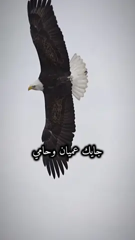 #CapCut 🎶😎🦅🎶 #كسبلور #قالب_جاهز_فخم_ #قونيا________________قونيا😌💙 #تصميم_فيديوهات🎶🎤🎬 #fyp #الشعب_الصيني_ماله_حل😂😂 #مجرد________ذووووووق🎶🎵💞 #jihad_28_ #explore #tiktok #fypシ゚ #EkspresikanDenganCapCut 