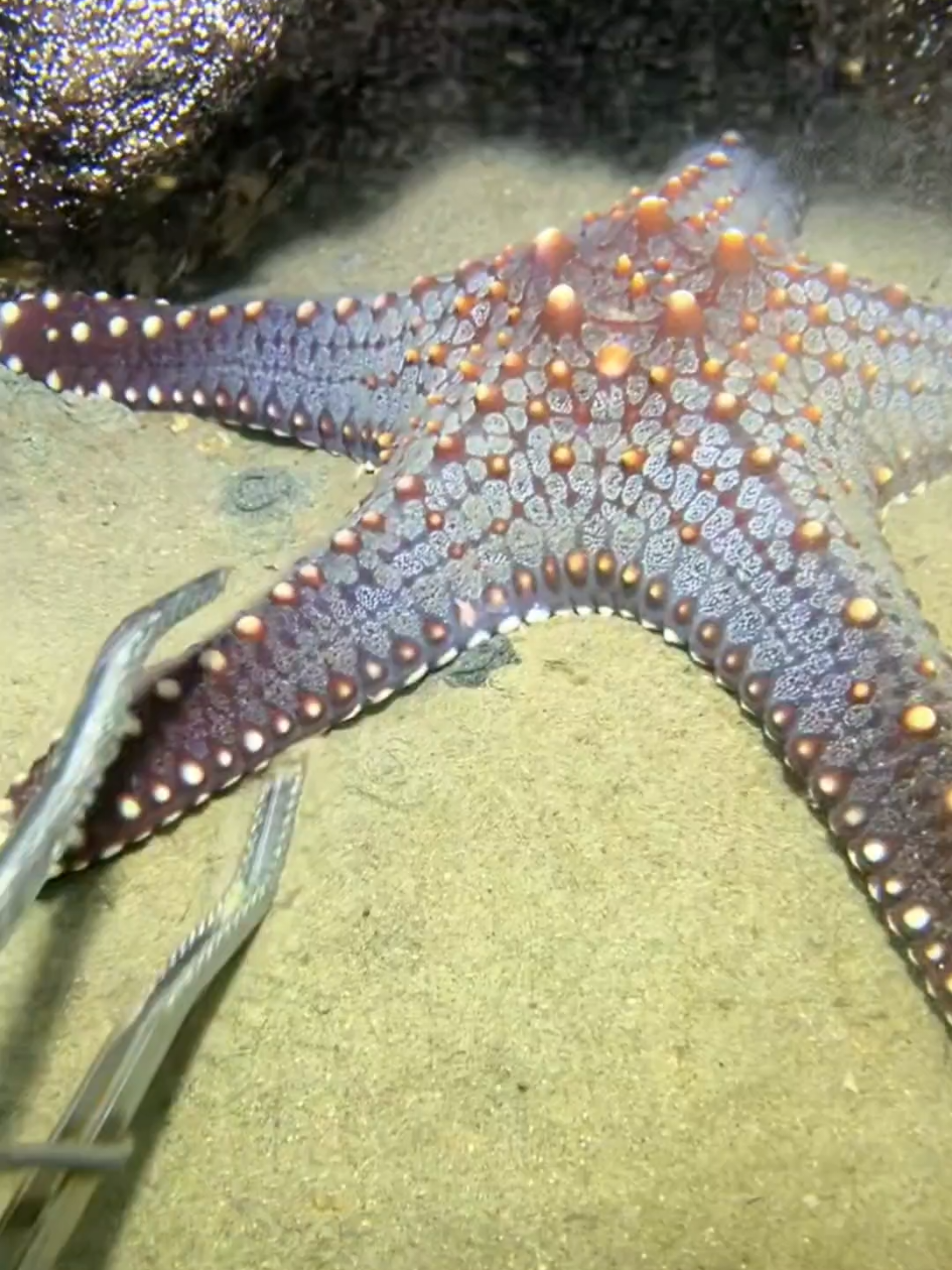 #diving #crab #catchthesea #seaside #seafood #fish #eel #lobster #seangsolofishing 