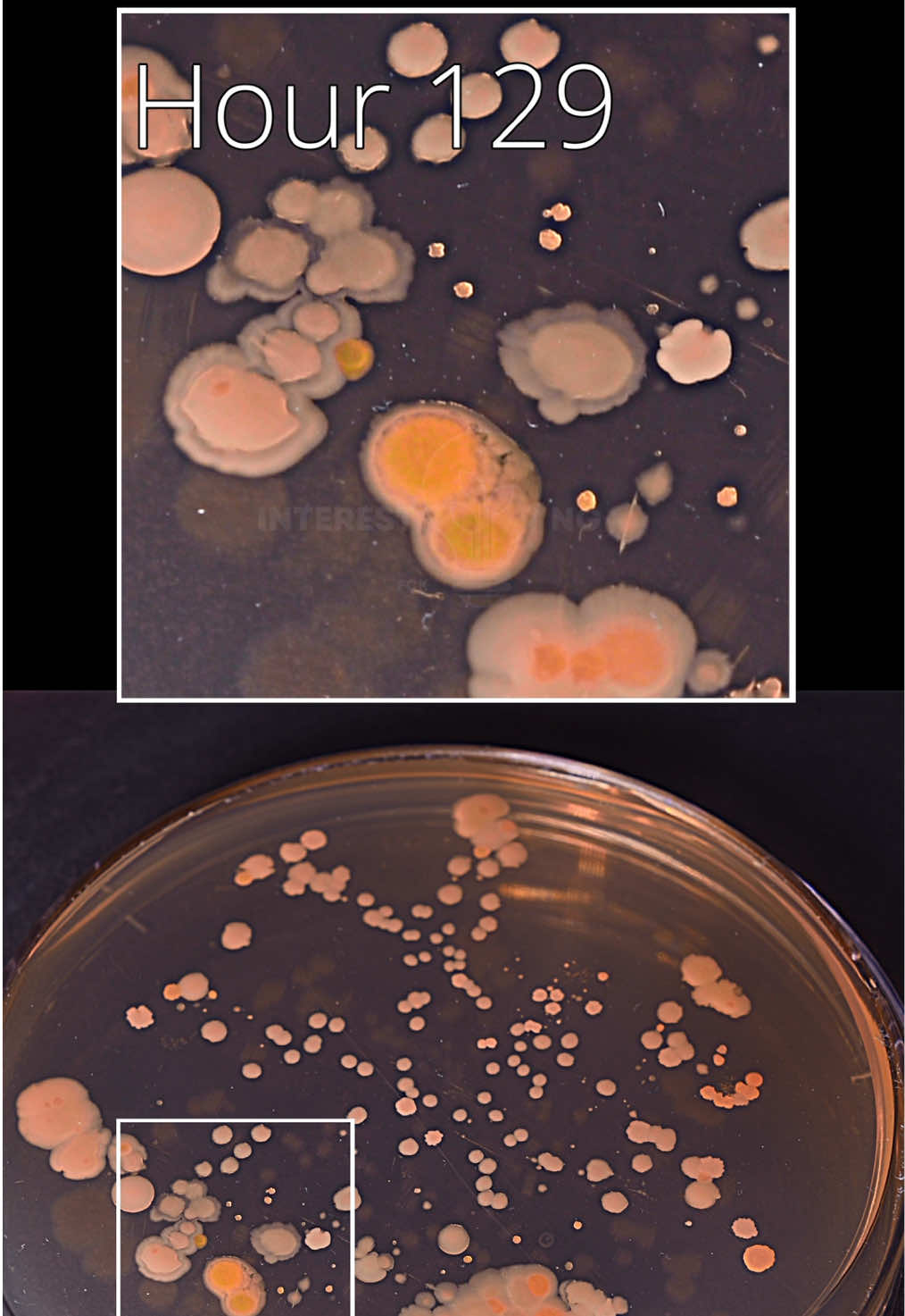 Bacteria on a cutting board propagated in a Petri dish in #timelapse 