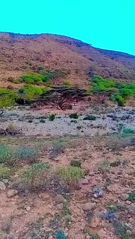 #miraale #calmiskaadpuntland #puntlander🇸🇱tiktok 