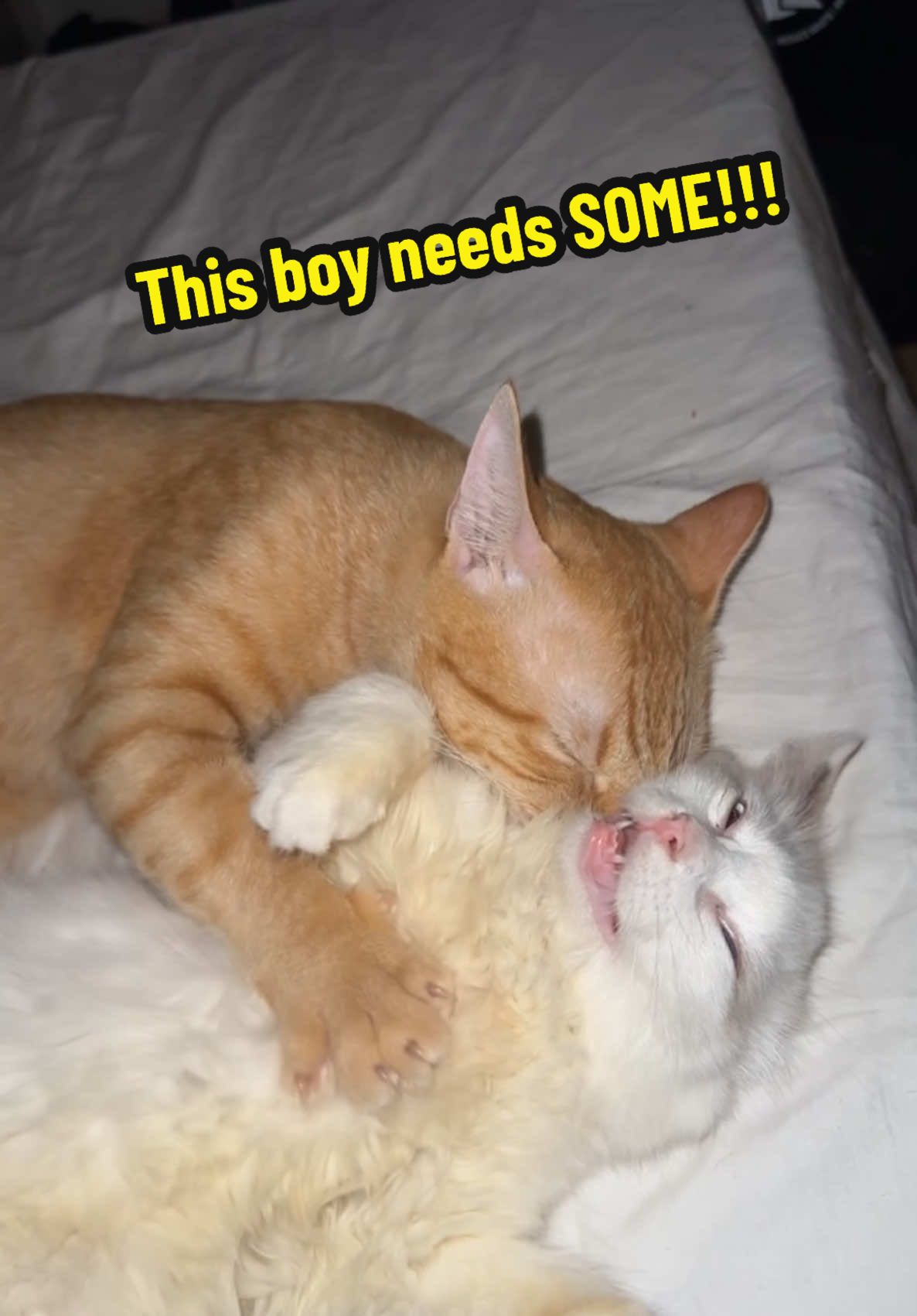 Is this Harizzment 😭? @obreptiles  #catsoftikok #cat #disney #fyp #cutecat #kitten #lionking #pet #catsmeow #catdad #catlove #animalsoftiktok #gingercat #orangecatbehavior #elgato #funnycat #killmonger  