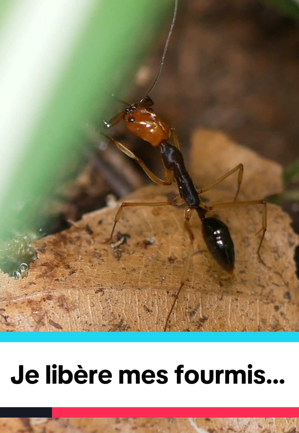 Épisode 2 : Je libère mes fourmis Piège-à-machoire…  Merci à @m.e.n.t.ant : une colonie à gagner si vous achetez en venant de ma part ! Embarquez avec moi dans cette aventure qui sera un des gros projet de 2025 ! J’espère que vous allez apprécier ! 👀 N’hésitez pas à me donner vos conseils, avis & autres ! Certains commentaires seront réalisés ! Je compte sur votre soutient ! #Terrarium #nature #odontomachus #fourmis #insecte #vulgarisation