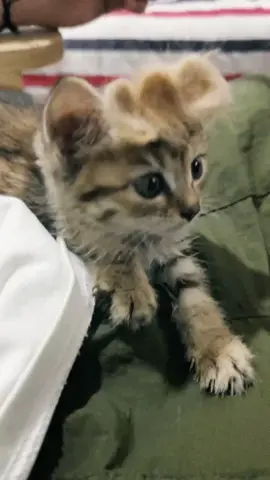 My kitten also wants to be a gangster star.#jojo #jojorefrence 