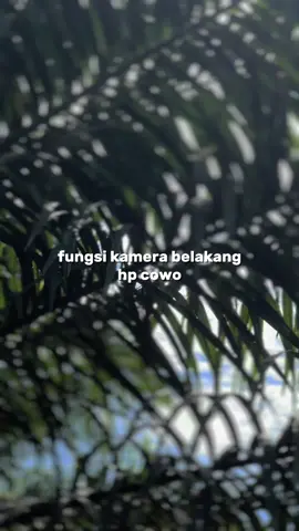 pembesar buah pada kalapa sawit #Aussie500ml #ppkssimalungun #ppks 