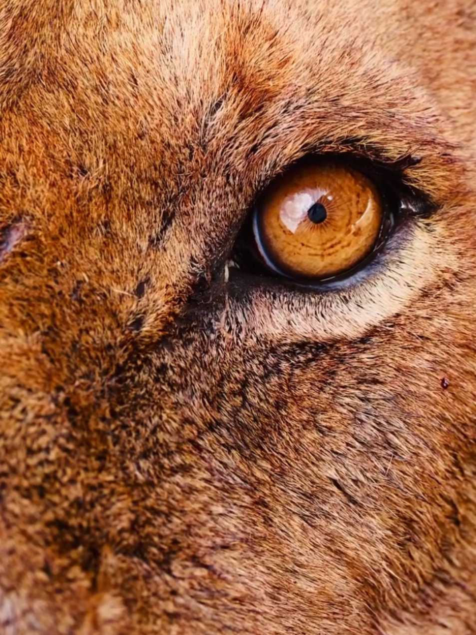 Die Augen 🦁 Löwen 👍❤️ 🦁 Lion Eyes 🦁 Löwe ,,,, Lioness ,,,, Löwin ,,, Follw me 🥰 ,,,, عيون الأسد  #🦁 #🦁🦁 #Follwme   #lion #löwe #löwin #Lioness #löwen #TheLion #Augen #Eyes  #TheLioness #BigCat #leopard #leopardo #Tiger #jaguar #Cheetah #Gepard #Animals #wildlife #waldleben #Afrika #africa #fypシ #fyp #fy #foryoupage #foryou #fürdich #fypage #like #teilen #share #viral #tiktok #viralvideo #CapCut #explore #león #leão #lionne #leonessa #şêr #aslan #Elleón #Animales #animais #Animaux #Animali #عالم_الحيوانات #الاسد #اللبوة  #🦁🦁🦁 #🦁🦁🦁🦁  #Ludwigsburg #Stuttgart 