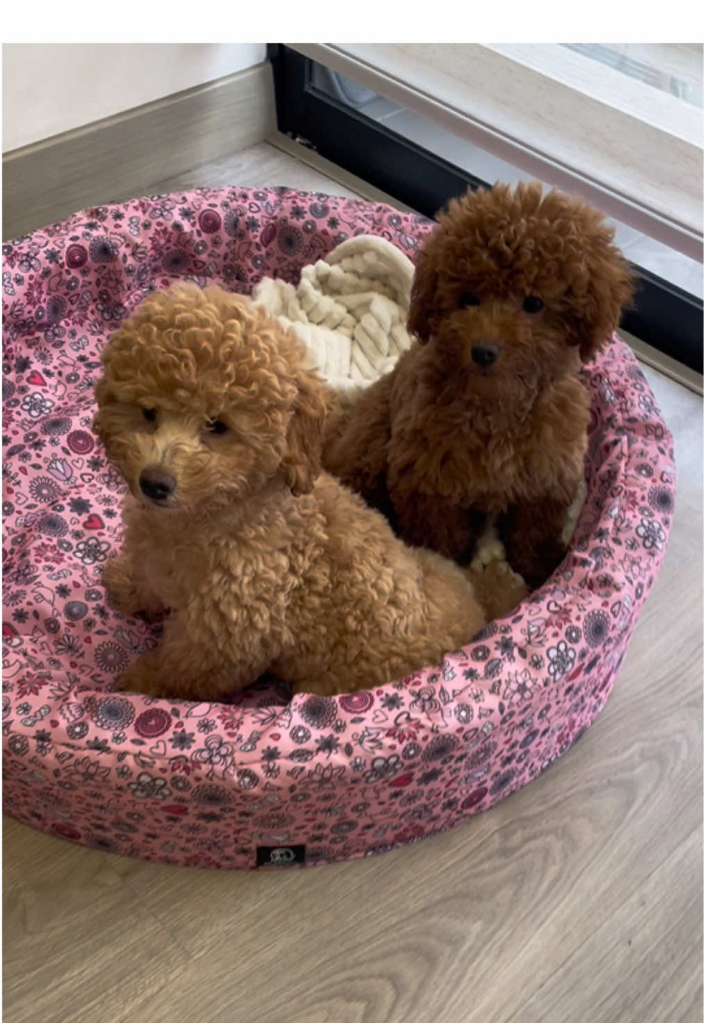 Niki y Loki, juntos en su camita, compartiendo uno de sus momentos favoritos: jugar sin parar. ¡Miren esas caritas tan tiernas que tienen!   📖 Guía para Transformar tu Mascota en una Sensación Online y Ganar hasta $5,000 Mensuales | Miley & Lee 🔗 ¡Entra al link en bio y empieza hoy mismo! #dog #dogs #doglover #dogshorts #pets #pet #puppy #doglife #dogvideos #cachorro #perros #dogsoftiktok #perro #bebes #amor #risas #viralvideos #loveyou #besos #Relationship #puppy #miraflores_lima_peru #sanisidro #arequipa #viralvideos #perú #peru #lima 