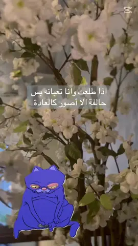 #foryou #اكسبلورexplore #الهاشتاقات_للشيوخ #الشعب_الصيني_ماله_حل😂😂 