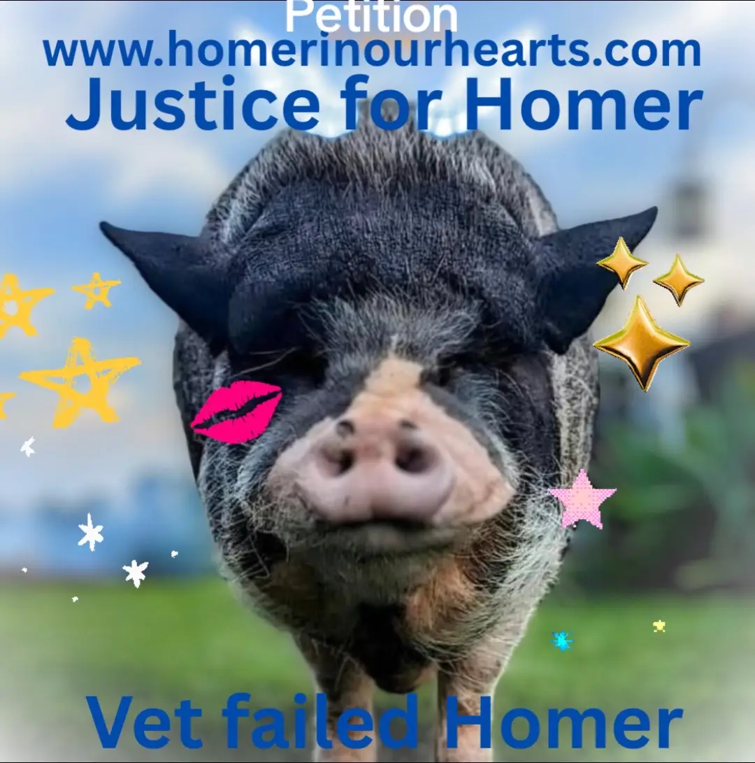 🐷@Homer in bio too .🐷 justice for Homer and other piggies 🐖  🐽 🐷⭐️⭐️⭐️