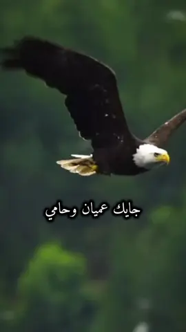 #CapCut 🎶😎🦅🎶 #كسبلور  #قونيا________________قونيا😌💙  #تصميم_فيديوهات🎶🎤🎬 #fyp  #الشعب_الصيني_ماله_حل😂😂  #مجرد________ذووووووق🎶🎵  #jihad_28_ #explore #tiktok #fypシ゚ #EkspresikanDenganCapCut  