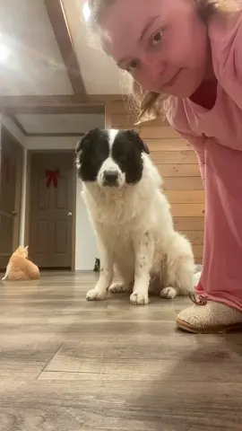 He was absolutely not a fan of this, look at his puppy dog eyes. #wiggle #dogsoftiktok #dogsofttiktok #trending 