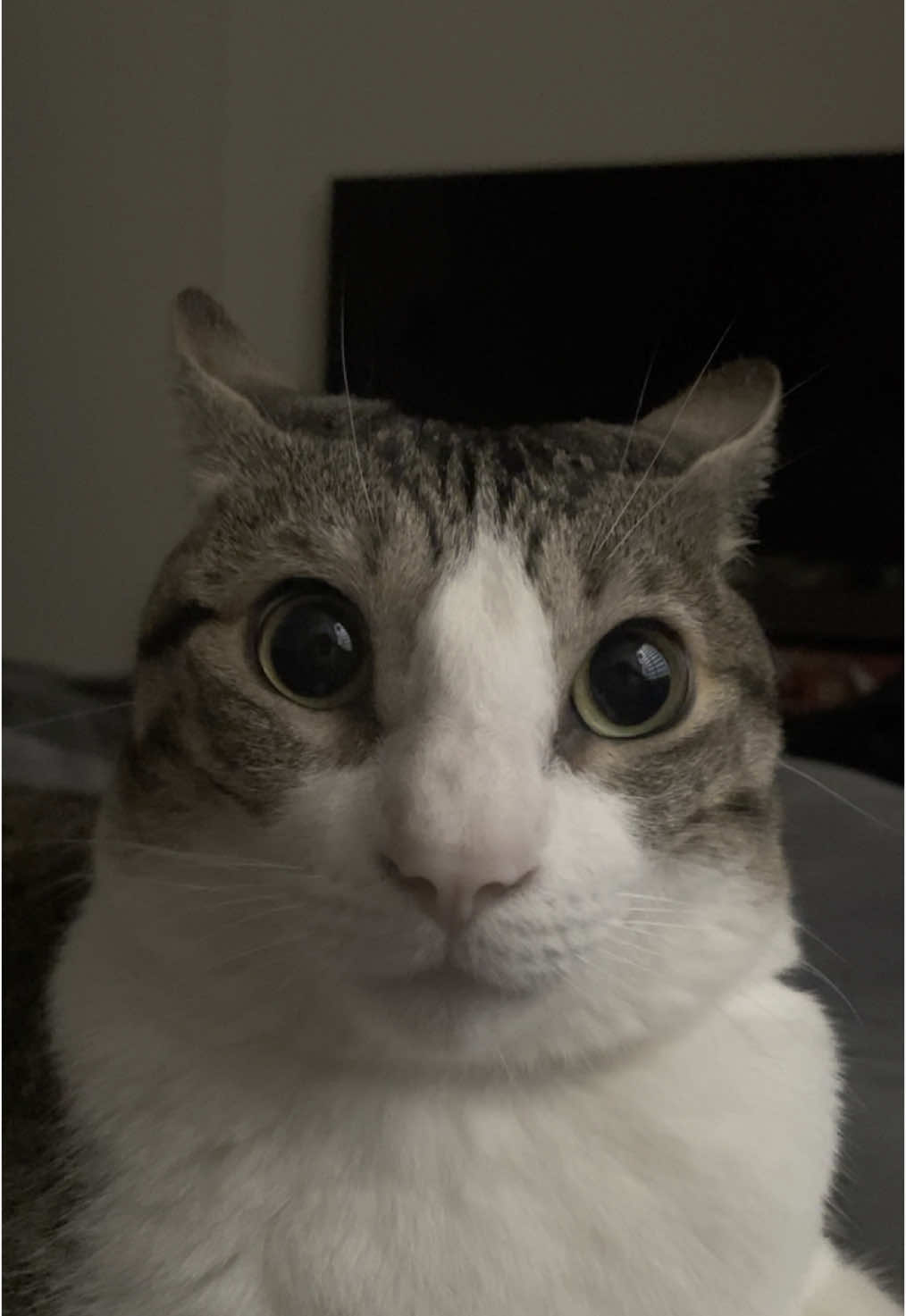 El Trotsky siendo el Trotsky xD #humor #paralizado #conmuchomiedo #viral_video #gatos #elmichidelapatacucha #gato #gatossiendogatos #gatosgraciosos 