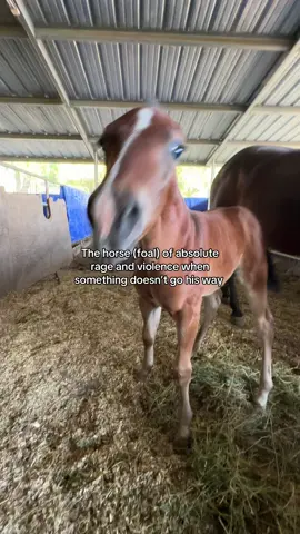 Why are foals cuter when they’re mad 😂