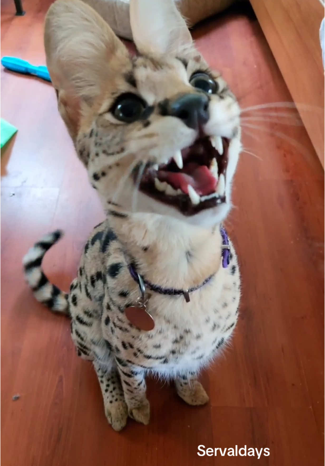 Here is the waher  #Serval #Sogga #Floppa #Cat #Animal #Africa #Exotic #Savannah #bigears #Сервал #Кот #флоппа #spotted #corgi #catstagram #Cute #Adorable #floppa #cuteserval #bigcat #paws #africanserval #servallovers  #bigears #spotted #kitten #servalkitten #soadorable #socute #catsofinstagram #bigcat #sillypets #cats_of_instagram