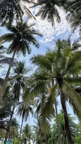 @Reynaldo Armas #minombreespapa #rodolforamosvz #venezolanosporelmundo #venezuela🇻🇪 #parati 