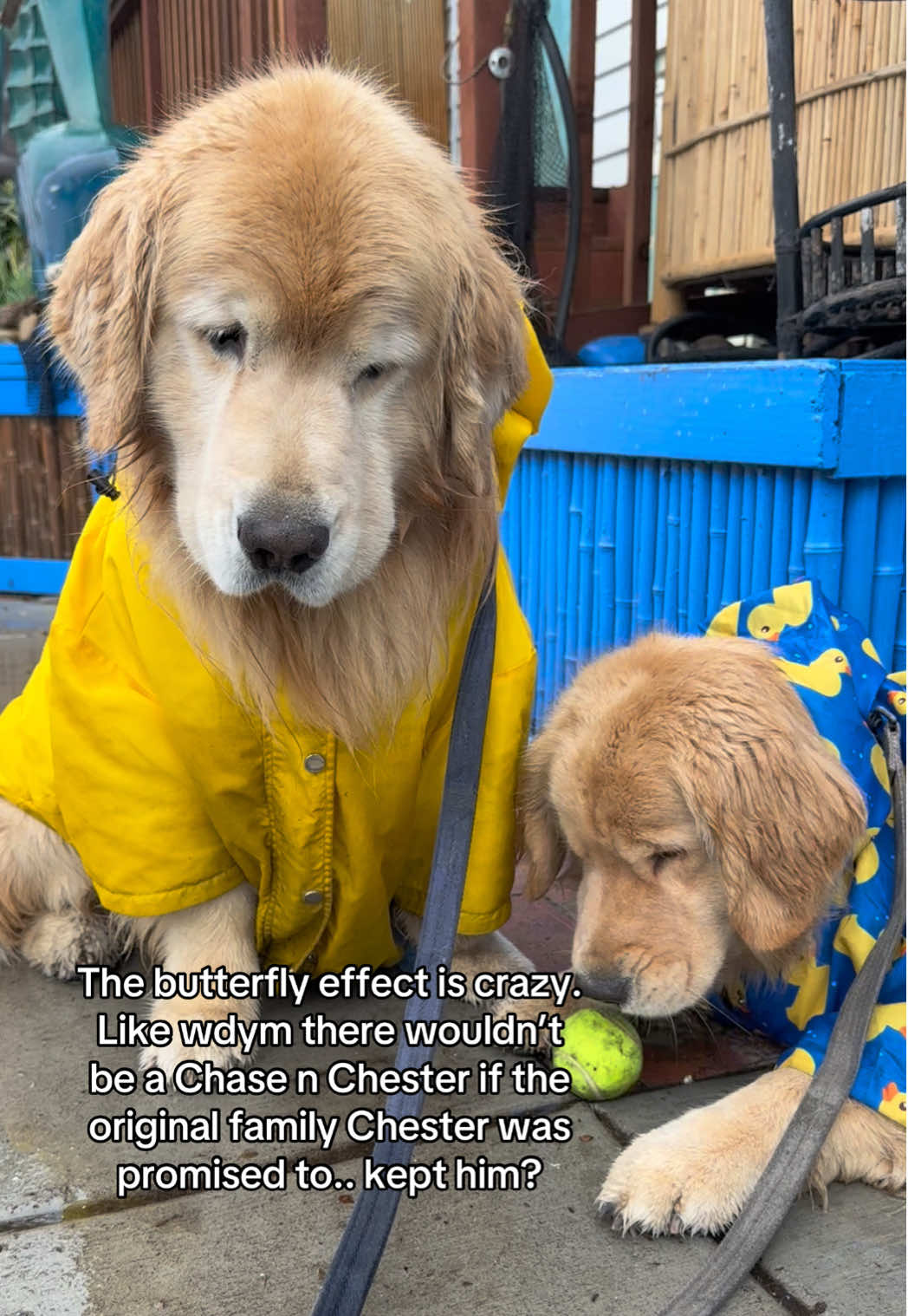 Can’t imagine our world without Chester.. and his son Chase! #dogsoftiktok #goldenretriever 