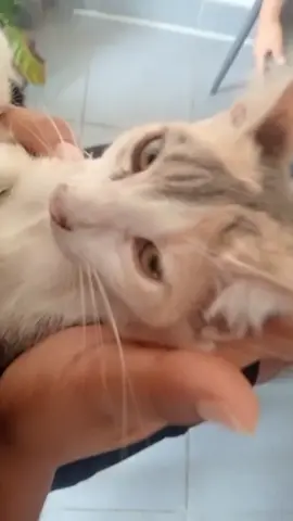 cuando mi hermana agarra a mis gatos . #michi #gato #viral #parati