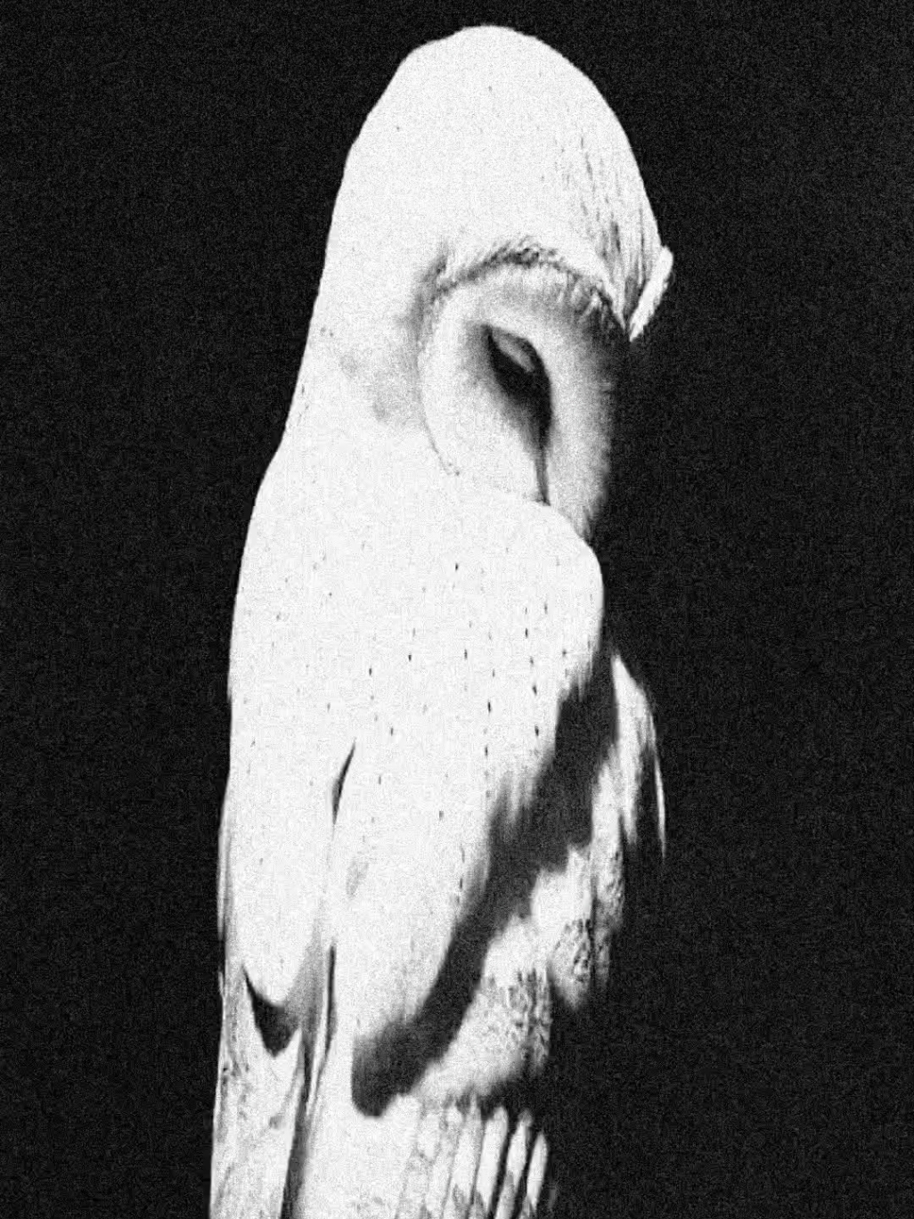 okay🦉🪽#owl #whiteowl #recomendation #mybaby  #fypツ 