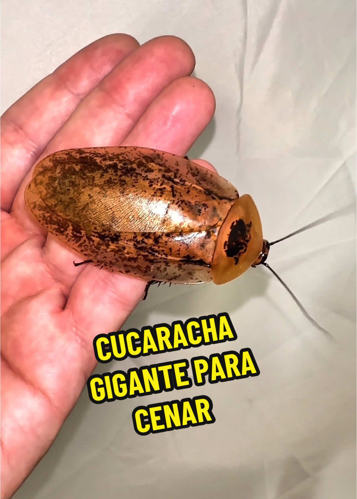 Hormigas vs cucaracha gigante #hormigas #insectos #anthouse #hormiguero #curiosidades #bichos #vs #viral #fyp 