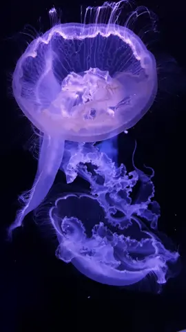 If you look correctly you can see a heart in the jellyfish ( Aurelia sp. ) #ocean #peaceful #jellyfishlamp #viral_video #marinebiology #marinelife #aquarium #paris #fyp #pourtoii #meduse #jellyfish #japan #medusa 