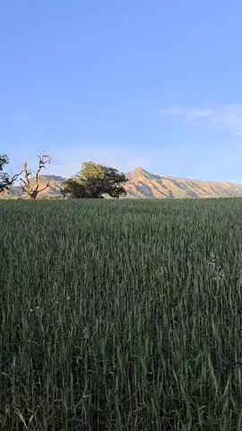 #bazeyitköyü #bizimköyümüz#silopi #cizre73şırnak73👑🕊️👑 #keşfetteyiz 