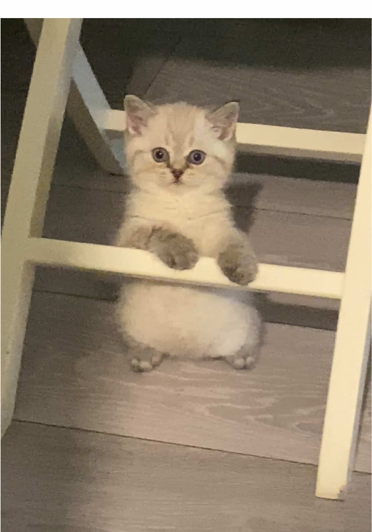 😹😹😹 #cat #кіт #catsoftiktok #котики #смішнийкіт #кіттіктокер 