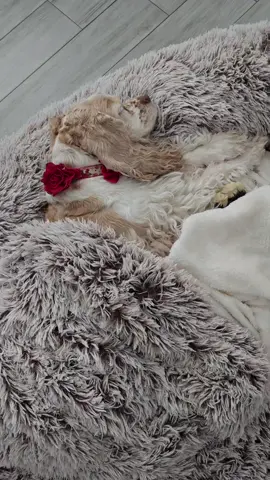 @Yitahomefurniture @Yitahome Furniture #huge #oversized #dogbed #furbaby #Dog #dogs #PetsOfTikTok #dogsoftiktok #freeshipping #shopping #tiktokmademebuyit 