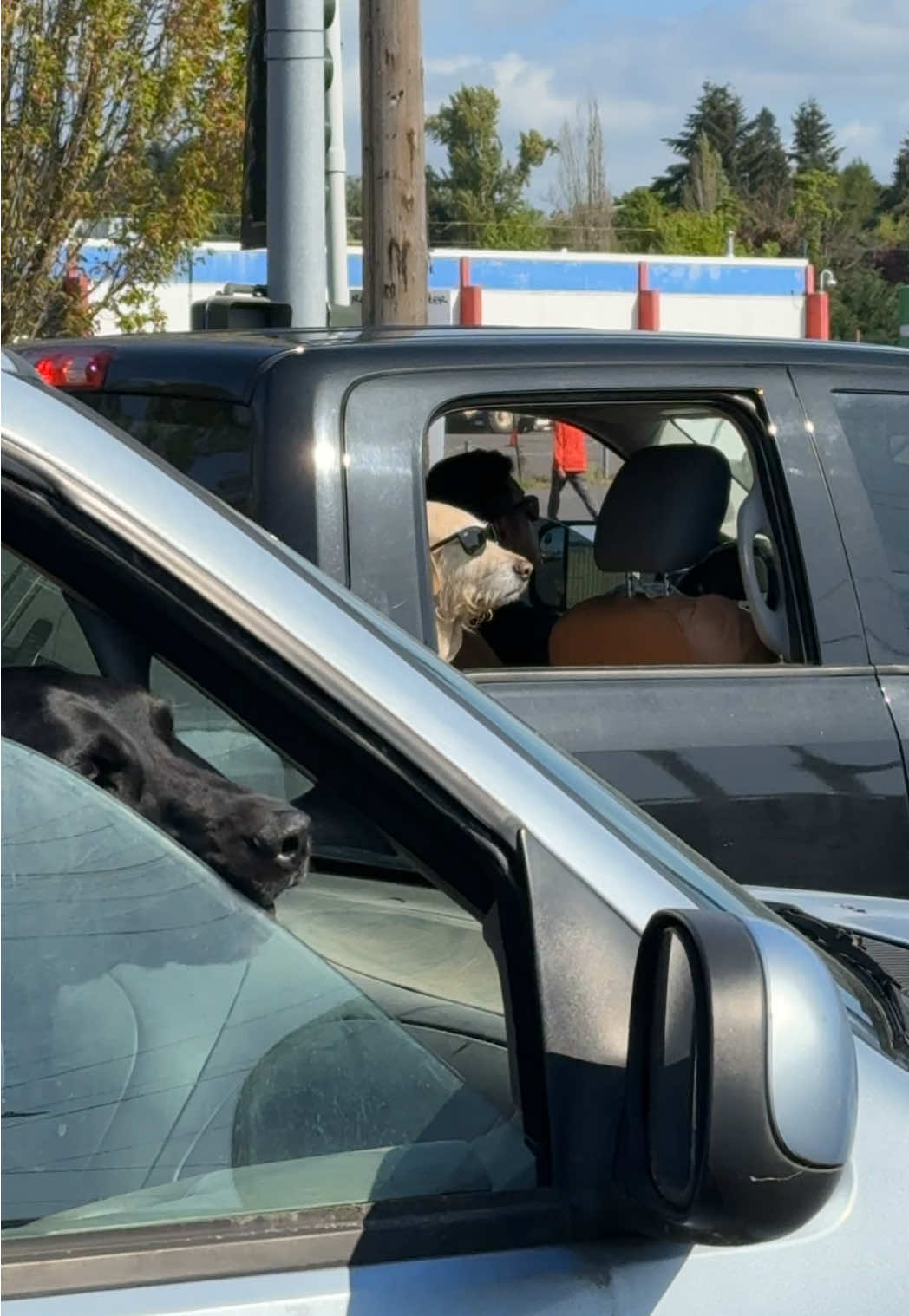 you couldn’t pay that golden to be bothered😭😎🤣 #fyp #goldenretriever #funnyvideos 