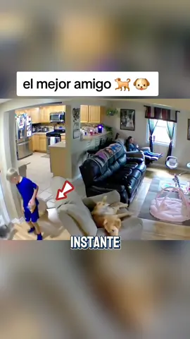 El.mejor amigo del hombre #dog #cat #mascota #usa #usa_tiktok 