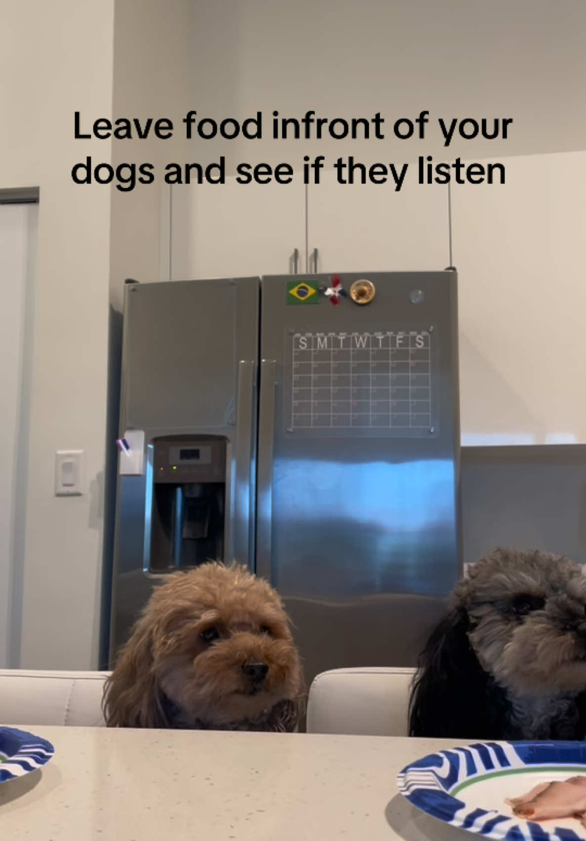 I was not expecting thattt 🤣🤣🤣 #fyp #dogsoftiktok 
