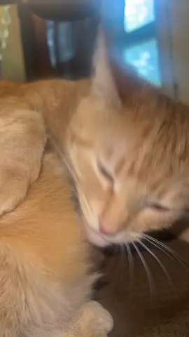 Enjoy this 😂 #fyp #cats #orangecat #orange #kitty #kitten #catsoftiktok #orangecats #kitty #fypシ゚viral 