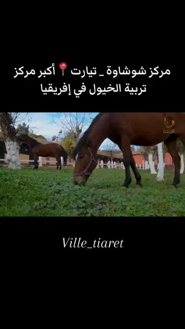 خلي متابعة لمواصلة المحتوى 🥰#تيارت #tiaret14♥ #تيارتية_و_نموووت_عليكم___قانون 
