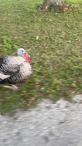 They know what time it is #dinnertime #chicken #chickenoftictok #turkey #duck #hungry #misson #farmlife #farm #chickentenders #funnyfarm #funny #turkeyoftiktok #runforestrun 