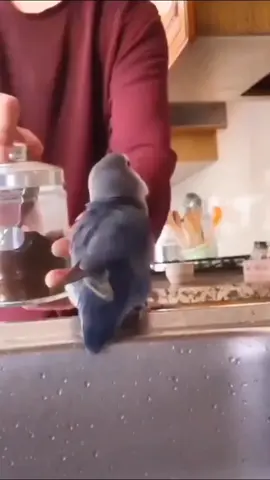 #parrotsoftiktok #🦜 #omg #loveparrots❤️❤️❤️❤️😀😀🦜🦜 #parrotchallenge #🦜🦜🦜 #lol #parrots #tiktok #birdchallenge #birds #parrotslover #birdsoftiktok #parrot #parrotsworld #smartparrot 