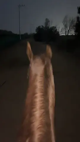 سقوا ياذا اليوم #نجران #خيل 