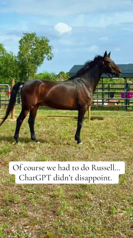 Lawd Russell! #florida #horses #horsesoftiktok #horsegirl #warmblood #bayhorses #warmblood #bayhorsesoftiktok 