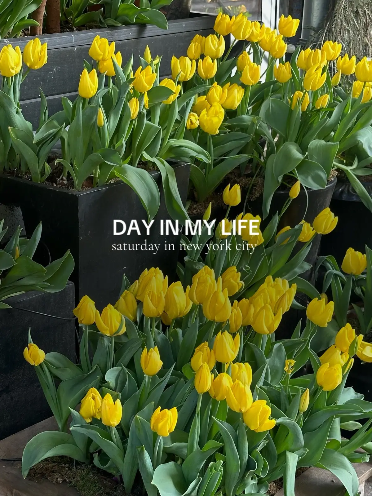 chilllllll (yet somewhat productive) saturday #spendthedaywithme #newyorkcity #smallcontentcreator #dayinmylife 