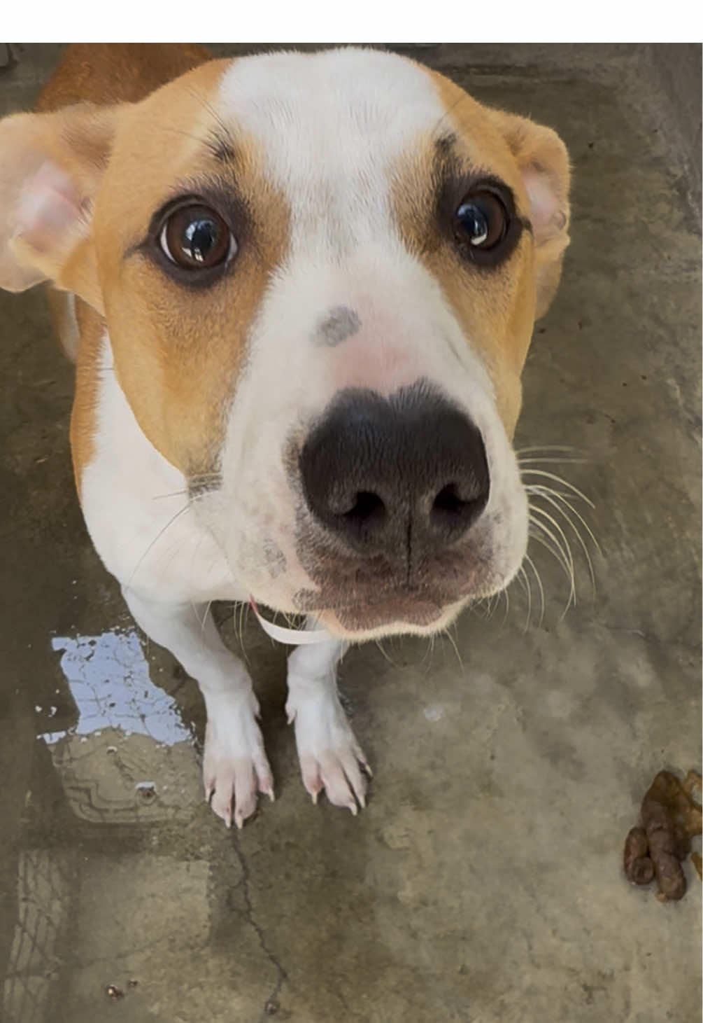 Los Angeles- can we get this girl to the best home???? 😔💗 KIARA  A2177740  5 months old - spayed  📍South LA Animal Shelter  1850 W 60th St Los Angeles, CA  90047 United States  #fyp #foryou #foryoupageofficiall #dogs #dogs #dogsoftiktok #dogtok #rescue #rescuedogs #adopt #adoptadog #adoptdontshop #shelterdogs #shelter #foryoupage #fypofficial #doglover #doggo #dogmom #fypシ #puppy #puppies #puppytok #puppiesoftiktok#puppiesoftiktok