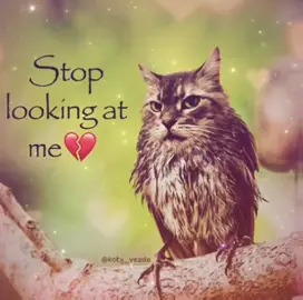 Stop looking at me credit: catnip_deals #vro #trending #papyrusarea19 #riodejaneiro #fyp #foryoupage #fyppppppppppppppppppppppp #cat #catsoftiktok #sillycat 