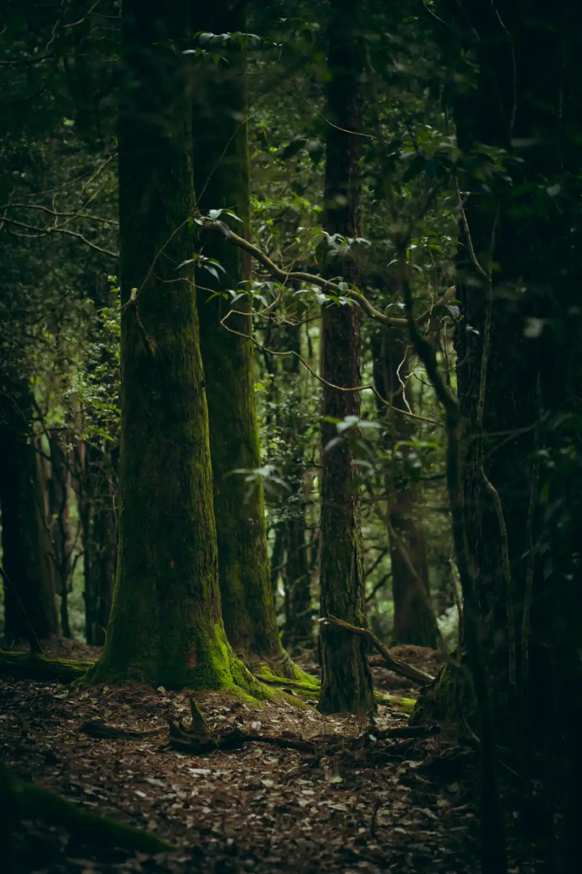 #naturebeauty #forest #nature 