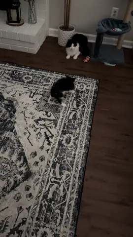 Flash back to baby Winston choosing violence. 😹🖤 #cattiktok #tuxedocat 