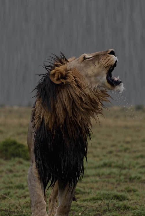 Lion Rain #Lion #animals 
