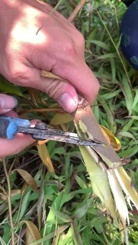 Sâu đục thân Sầu riêng  #thiennong689 #nôngnghiệp #sầuriêng 