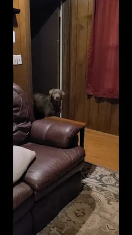 We had been playing for about an hour and I started folding laundry. needless to say Sampson is obsessed and takes his ball very very seriously. #silverlabrador #silverlabpuppy #silverlaboftheday #silverlaboftiktok #sampson #puppyplaytime #dogmom #playball #spoiledrotten #handsomeboy #spoileddog #fetch #puppylove #PetsOfTikTok #animalsoftiktok #dog #petsitter #goforawalk #cuddles #petsitting #tailwagging #help #helpme #mom #momma #comehere #momhelp #playball #yourgirllovesya 