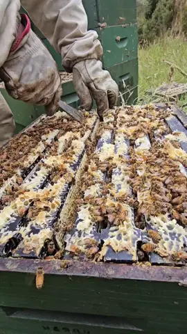 #creatorsearchinsights  the color of manuka honey ready to harvest in 3 days time beekeeping in new zealand 2024 season#beekeeper #bee #bee #beekind #beekeeperslife #beekeeping #manukaflower #beekeepingtips #beekeepingjourney 