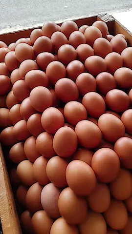 telur ayam glowing ikut trenn😁..  #fyppppppppppppppppppppppp  #agengrosir  #telurberkualitas  #telurjawatengah  #telurayam  #telurpuyuh  #fypage  #allahummabarik  #tren  #telur 