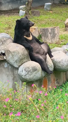 relax ja beruang duduk 😂#santai #relax #lagisantaikawan #zoo #comel #bear 