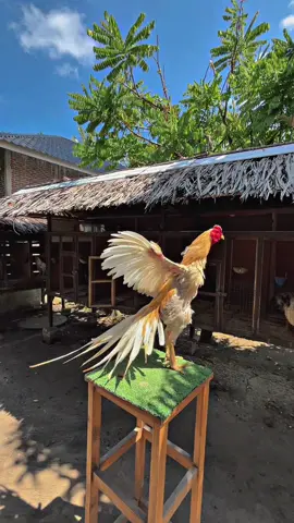 𝑺𝒖𝒏𝒈𝒈𝒖𝒉 𝑴𝒆𝒏𝒂𝒘𝒂𝒏 𝑲𝒆𝒊𝒏𝒅𝒂𝒉𝒂𝒏 𝑴𝒖 𝑺𝑰𝑴𝑩𝑨🥰 #kandangSagoeFarm  #bangkokklasikkaturanganekorlidi  #pesonaayambangkokhiasekorlidi  #ayamekorlidisuper  #ayamekorlidiaceh  #ayamekorlidi  #kopaliindonesia  #fypdongggggggggシ 