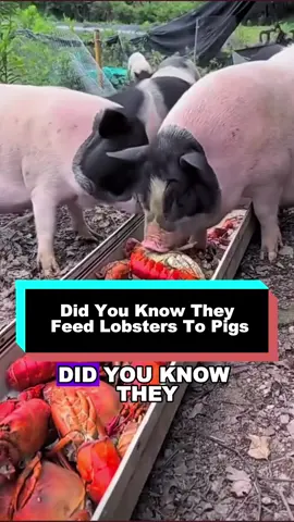 #fyp #tiktok #LearnOnTikTok #foryoupage #bestvideo 